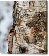 Birch Bark Canvas Print