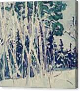 Birch Grove Canvas Print