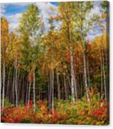Birch Trees Turn To Gold Canvas Print