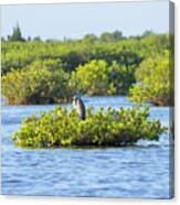 Bird Island Canvas Print