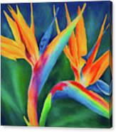 Bird Of Paradise Ii #1 Canvas Print