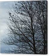 Birds Settling Into A Tree Late On A Winter's Afternoon Canvas Print