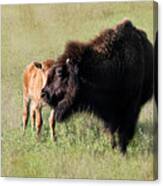 Bison 11c Canvas Print