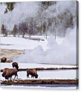 Bison Along The River At Yellowstone National Park Canvas Print