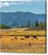 Bison Roaming Madison River In Yellowstone Canvas Print