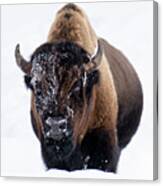 Bison Trudging Through The Snow Canvas Print