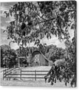 Black And White Country Barn In The Dogwoods Canvas Print