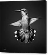 Black And White Hummingbird Canvas Print