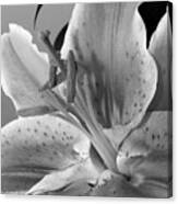 Black And White Lily 1 Canvas Print