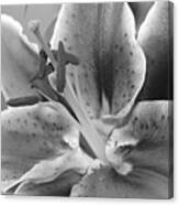 Black And White Lily 2 Canvas Print