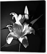 Black And White Lily Flower For Home Decor Wall Prints Canvas Print