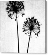 Black And White Rustic Dandelion Photograph Canvas Print
