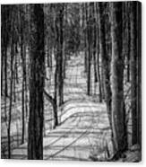 Black And White Tracks In The Woods Canvas Print