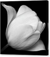 Black And White Tulip Canvas Print