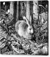 Black And White Version Of A Hare In The Forest Canvas Print