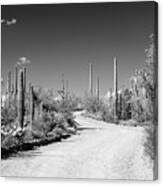Black Arizona Series - Along The Path Canvas Print