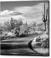 Black Arizona Series - Desert Road Canvas Print