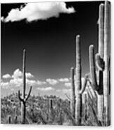 Black Arizona Series - Saguaro Cactus Desert Canvas Print