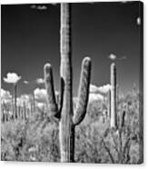 Black Arizona Series - Saguaro Cactus Ii Canvas Print