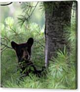 Black Bear Cub At Cades Cove Canvas Print