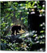 Black Bear Cub Heading Back Into The Deep Forest Canvas Print