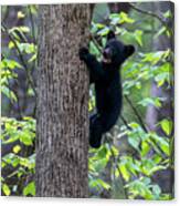 Black Bear Cub Mouth Open Climbing Up Tree Trunk Canvas Print