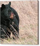 Black Bear In Grass Canvas Print
