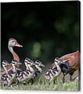 Black-bellied Whistling Duck With Its Babies Canvas Print