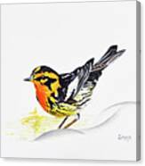 Black Burnian Warbler Canvas Print