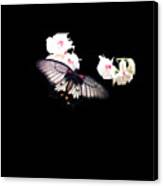 Black Butterfly Gifts Canvas Print
