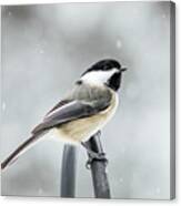 Black-capped Chickadee 2 Canvas Print