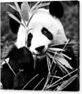 Black China Series - Panda Canvas Print