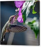 Black Chinned Hummingbird 4 Canvas Print