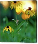 Black Eyed Susan Coneflower Sunset With Mosquito Canvas Print
