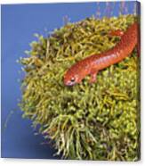 Black Lipped Salamander Sitting On A Moss Covered Rock. Canvas Print