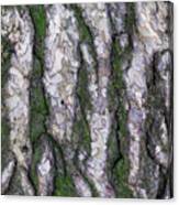 Black Pine Tree Bark Background Canvas Print