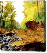 Black Spotted Yellow Marple Leaf On Gravel Road Which Surrounded Forest, Which Playing Many Colors. Pinch Of Autumn In Semptember Canvas Print
