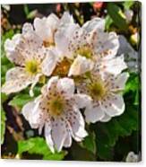 Blackberry Blooms Canvas Print