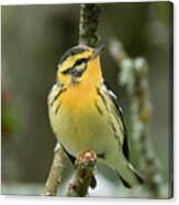 Blackburnian Warbler Canvas Print