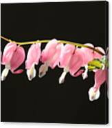 Bleeding Hearts With Black Background Canvas Print
