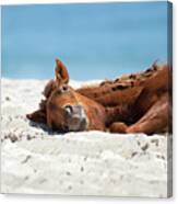 Bliss - Catching Some Sun Canvas Print