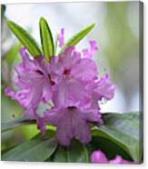 Flowers Of Rhododendron Hybrid Milan Canvas Print