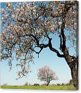 Blooming Almond Tree With Blossoms In Spring On A Green Field And Blue Sky. Canvas Print