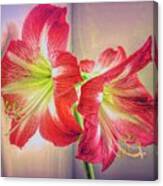 Blooming Amaryllis One Canvas Print
