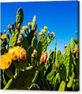 Blooming Cactus In Australia Canvas Print