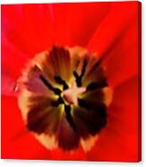 Blooming Red Canvas Print