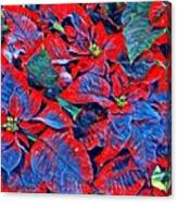 Blue And Red Poinsettias Canvas Print