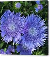 Blue Aster Flowers Close-up Canvas Print