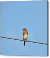 Blue Bird On A Wire Canvas Print