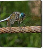 Blue Dasher Dragonfly 3 Canvas Print